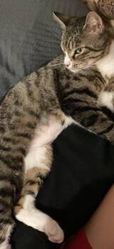 Cleopatra -  Domestic Short Hair Cat Available for Adoption in New York, New York - Cleopatra | PetCurious