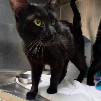 Spring (Lincoln 4) -  Domestic Short Hair Cat for Adoption in Briarcliff Manor, New York - Spring (Lincoln 4) | PetCurious