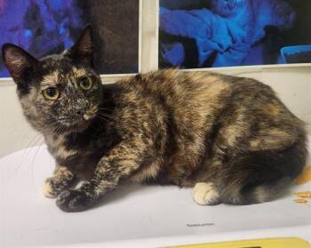 ECHIDNA -  Domestic Short Hair Cat for Adoption in Pueblo, Colorado - ECHIDNA | PetCurious