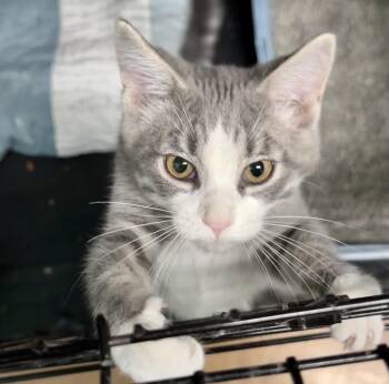Tabby Cats Available for Adoption in Scottsburg, Indiana - Asher | PetCurious