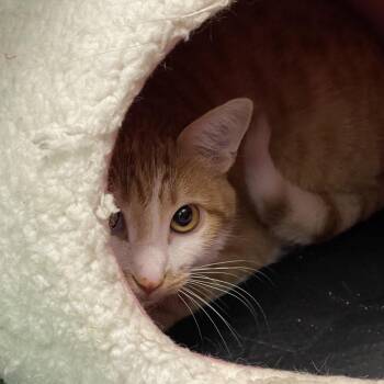 Domestic Short Hair Cats Available for Adoption in Tulsa, Oklahoma - Niles | PetCurious
