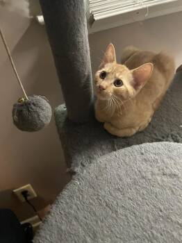 Jon Bon Hoagie -  Domestic Short Hair Cat for Adoption in Wilmington, North Carolina - Jon Bon Hoagie | PetCurious