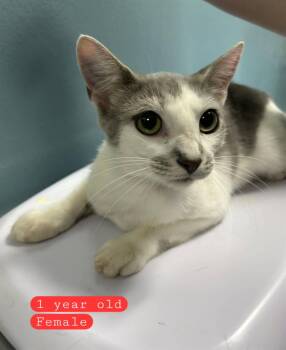 NORA -  Domestic Short Hair Cat for Adoption in Holbrook, New York - NORA | PetCurious