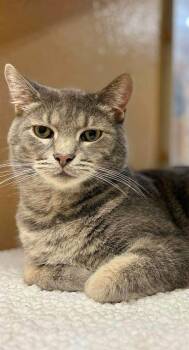 Finn -  Domestic Short Hair Cat for Adoption in Chicago, Illinois - Finn | PetCurious