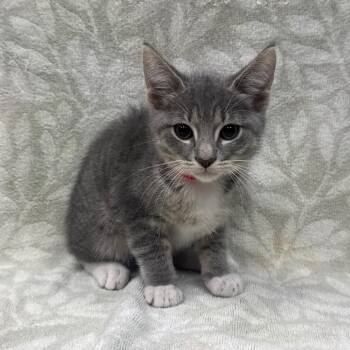 Domestic Short Hair Cats Available for Adoption in Tampa, Florida - Fern | PetCurious