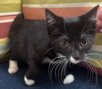 Christopher -  Domestic Short Hair Cat for Adoption in Dyersburg, Tennessee - Christopher | PetCurious