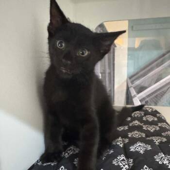 Nikos (Davy) -  Domestic Medium Hair Cat for Adoption in Pinellas Park, Florida - Nikos (Davy) | PetCurious