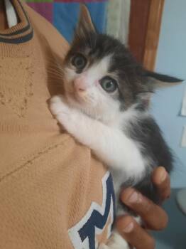 Domestic Short Hair Cats Available for Adoption in Vacaville, California - Jack Sparrow | PetCurious