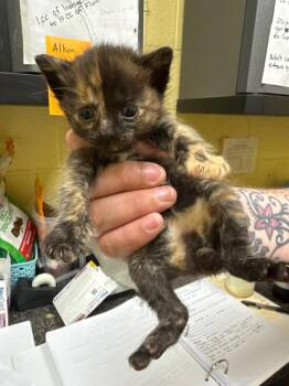 DUCHESS -  Domestic Short Hair Cat for Adoption in Crossville, Tennessee - DUCHESS | PetCurious