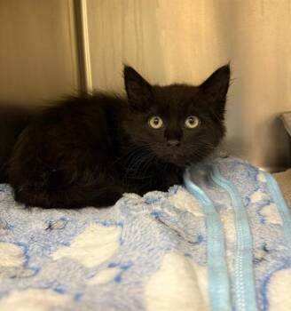 COLIN BRIDGERTON -  Domestic Short Hair Cat for Adoption in West Valley City, Utah - COLIN BRIDGERTON | PetCurious
