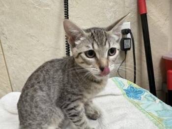 Zed -  Domestic Short Hair Cat for Adoption in Honolulu, Hawaii - Zed | PetCurious