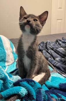 *Kumo -  Domestic Short Hair Cat for Adoption in Newnan, Georgia - *Kumo | PetCurious