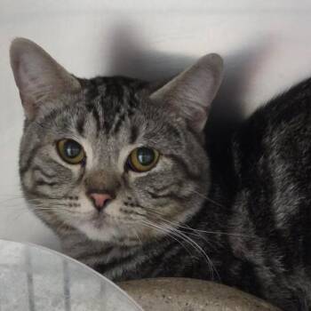 Boston -  Domestic Short Hair Cat for Adoption in Idaho Falls, Idaho - Boston | PetCurious