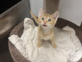Rescue Domestic Short Hair Cats for Adoption in Palmetto, Florida - ReddC | PetCurious