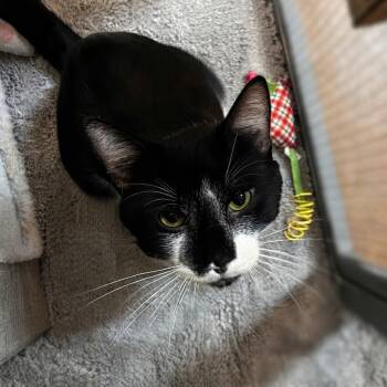 Victor -  Domestic Short Hair Cat for Adoption in Blasdell, New York - Victor | PetCurious