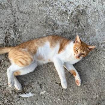 Rescue American Shorthair Cats for Adoption in Humacao, Humacao - Milo The Orange Tabby | PetCurious