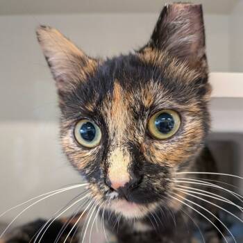 Rescue Domestic Short Hair Cats for Adoption in Redwood City, California - Snickerdoodle | PetCurious