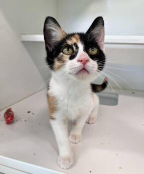 Lexy -  Domestic Short Hair Cat for Adoption in Traverse City, Michigan - Lexy | PetCurious