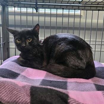 Batman -  Domestic Short Hair Cat for Adoption in Columbus, North Carolina - Batman | PetCurious