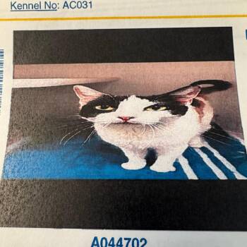 Cathy -  Domestic Short Hair Cat for Adoption in Lake Jackson, Texas - Cathy | PetCurious