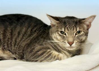 Rescue Domestic Short Hair Cats for Adoption in Fort Lauderdale, Florida - TAY | PetCurious