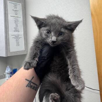 Gandolf -  Domestic Medium Hair Cat for Adoption in Columbiana, Alabama - Gandolf | PetCurious