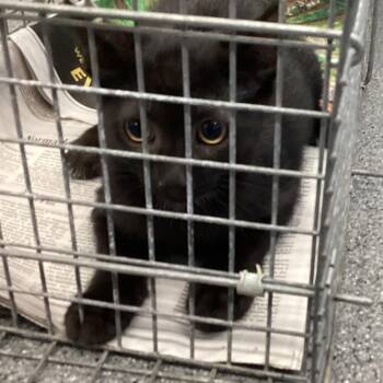 Burbank 2 -  Domestic Short Hair Cat for Adoption in Montgomery, Alabama - Burbank 2 | PetCurious