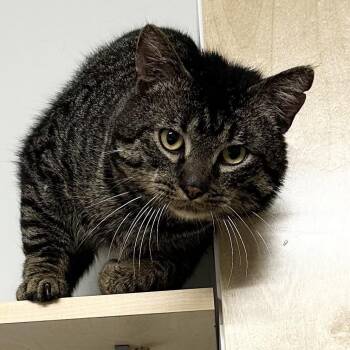 Calypso -  Domestic Short Hair Cat for Adoption in Chilliwack, British Columbia - Calypso | PetCurious