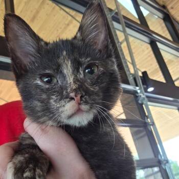 Helvetica -  Domestic Short Hair Cat for Adoption in Leander, Texas - Helvetica | PetCurious