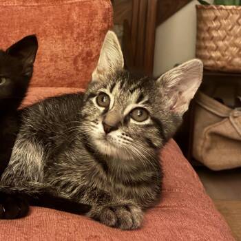 Bitty -  Domestic Short Hair Cat for Adoption in Bristol, Indiana - Bitty | PetCurious