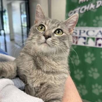 Rescue Domestic Short Hair Cats for Adoption in Martinsville, Virginia - Remi | PetCurious