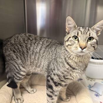 TWIZZLER -  Domestic Short Hair Cat for Adoption in La Crescent, Minnesota - TWIZZLER | PetCurious