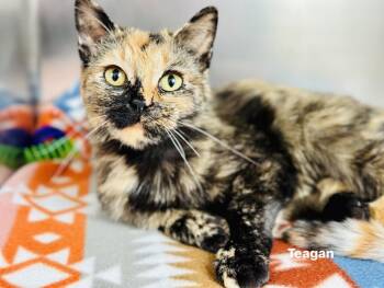 Tortoiseshell and Domestic Short Hair Cats Available for Adoption - Teagan | PetCurious