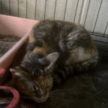 Rescue Domestic Short Hair Cats for Adoption in Austin, Texas - Financial Constraints | PetCurious