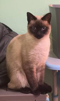 Skye -  Siamese Cat for Adoption in Catlettsburg, Kentucky - Skye | PetCurious