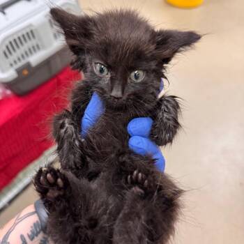 Domestic Short Hair Cats Available for Adoption in Lynchburg, Virginia - George | PetCurious