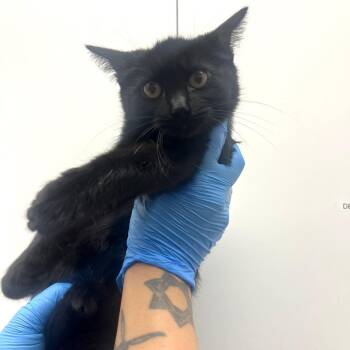 Komji -  Domestic Medium Hair Cat for Adoption in Los Angeles, California - Komji | PetCurious