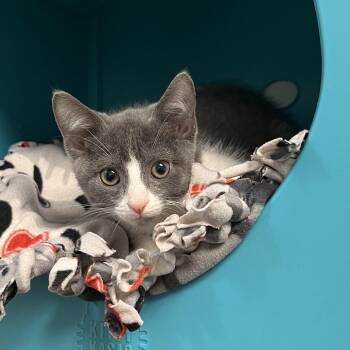 Chucky -  Domestic Short Hair Cat for Adoption in West Palm Beach, Florida - Chucky | PetCurious