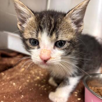Domestic Short Hair and Extra Toes Cat Hemingway Polydactyl Cats Available for Adoption in Fresno, California - Kipe | PetCurious
