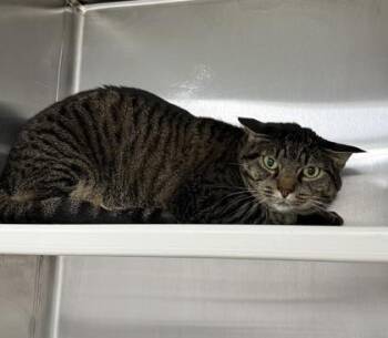 Coraline -  Domestic Short Hair Cat for Adoption in Fort Worth, Texas - Coraline | PetCurious