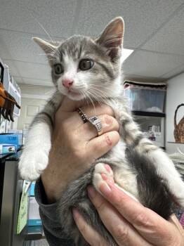 Rescue Domestic Short Hair Cats for Adoption in Pomona, New York - Stewart | PetCurious