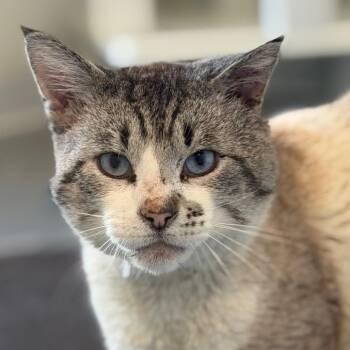 Domestic Short Hair Cats Available for Adoption in Rifle, Colorado - Oscar | PetCurious