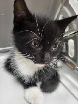 Pen 2 Reeses -  Domestic Short Hair Cat for Adoption in Lawrenceville, Georgia - Pen 2 Reeses | PetCurious