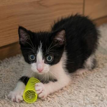 Eclipse -  Domestic Short Hair Cat for Adoption in Tustin, California - Eclipse | PetCurious