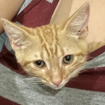 Amsterdam -  Domestic Short Hair Cat for Adoption in Durham, North Carolina - Amsterdam | PetCurious