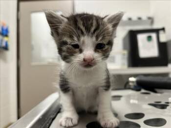 PIPER -  Domestic Short Hair Cat for Adoption in Derwood, Maryland - PIPER | PetCurious