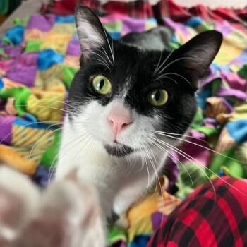 Rescue Domestic Short Hair Cats for Adoption in Grand Rapids, Michigan - S'more | PetCurious