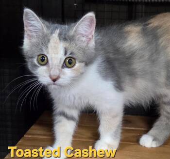 Toasty Cashew -  Domestic Short Hair Cat for Adoption in Cloquet, Minnesota - Toasty Cashew | PetCurious