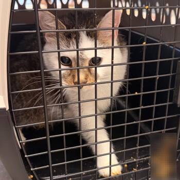 Buzzer -  Domestic Short Hair Cat for Adoption in Philadelphia, Pennsylvania - Buzzer | PetCurious