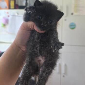 Soy Sauce -  Domestic Short Hair Cat for Adoption in Chapel Hill, North Carolina - Soy Sauce | PetCurious
